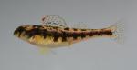 Etheostoma rafinesquei female1 by BZ