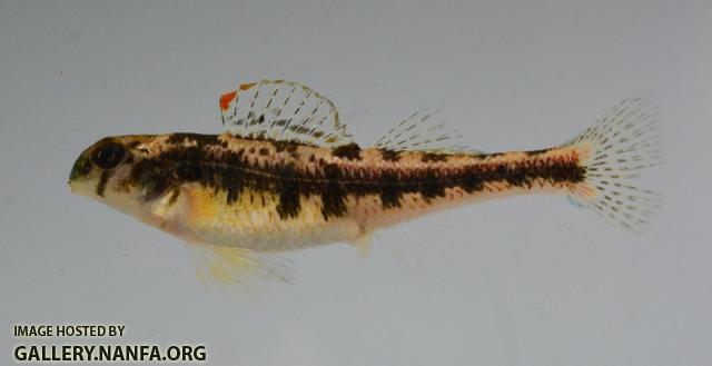 Etheostoma rafinesquei female1 by BZ