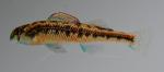 Etheostoma rafinesquei male1 by BZ