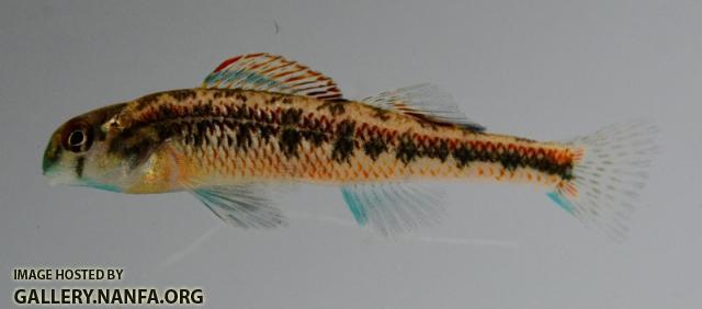 Etheostoma rafinesquei male1 by BZ