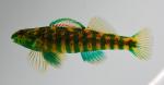 Etheostoma zonale male4 by BZ