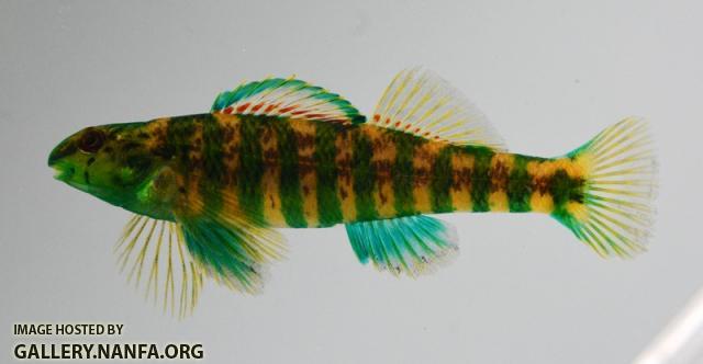 Etheostoma zonale male4 by BZ