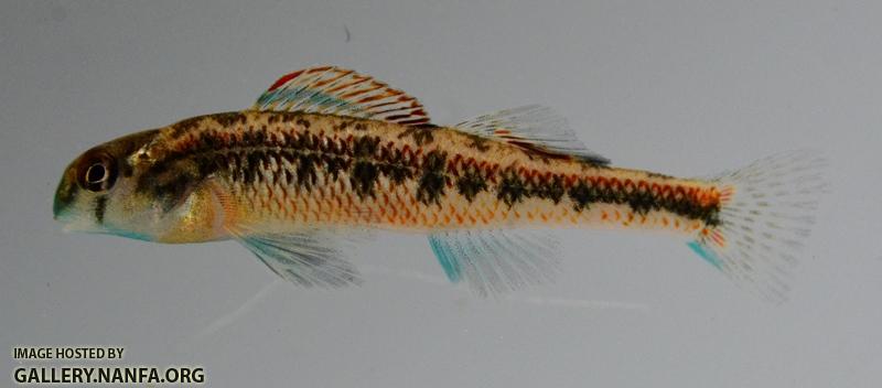 Etheostoma rafinesquei male1 by BZ