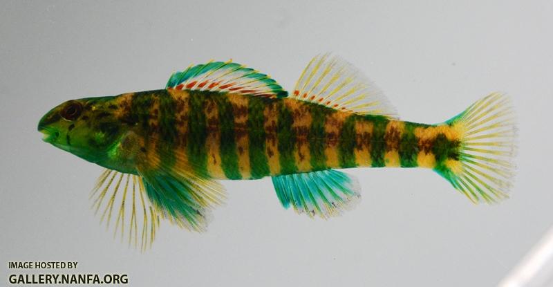 Etheostoma zonale male4 by BZ