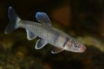 Cyprinella galactura male1 in aquarium by BZ