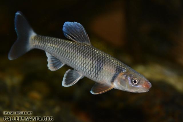 Cyprinella galactura male1 in aquarium by BZ