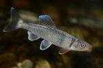 Cyprinella galactura male2 in aquarium by BZ