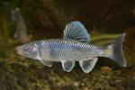 Cyprinella galactura male3 in aquarium by BZ