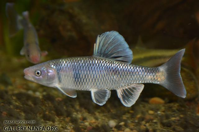 Cyprinella galactura male3 in aquarium by BZ