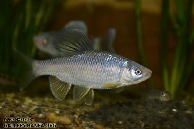 Cyprinella whipplei male5 in aquarium by BZ