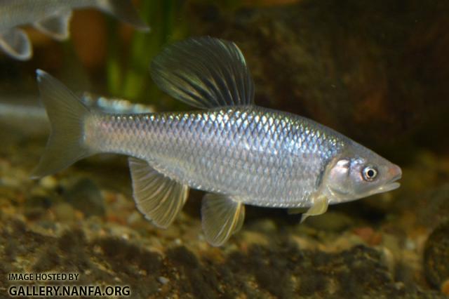 Cyprinella whipplei male6 in aquarium by BZ