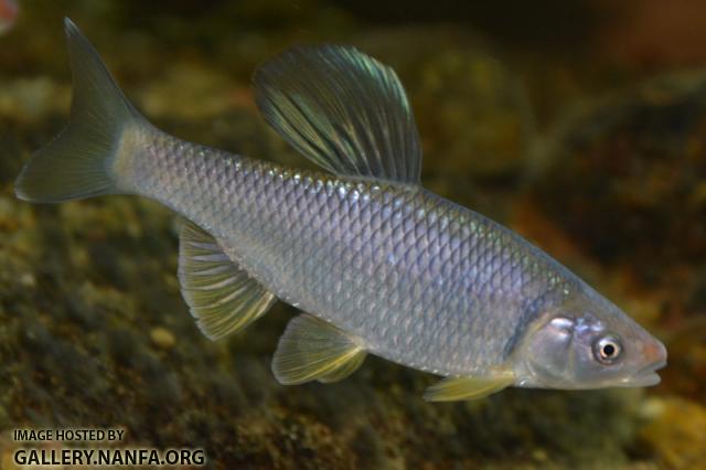 Cyprinella whipplei male7 in aquarium by BZ