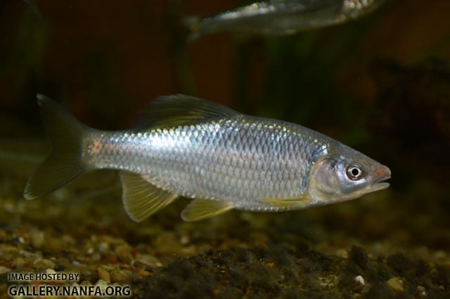 Cyprinella whipplei male8 in aquarium by BZ