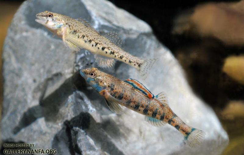 female and male mated pair of speckled darters