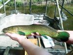 Bowfin Family - Amiidae