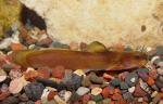 North American Catfish Family - Ictaluridae