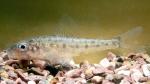 Trout-perch Family - Percopsidae