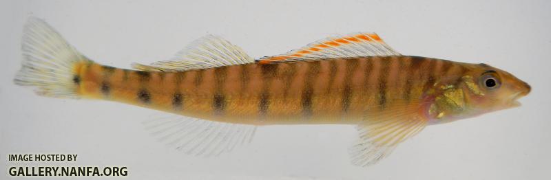 logperch