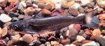 Blue Catfish - Ictalurus furcatus