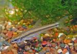 Blacknose Shiner - Notropis heterolepis