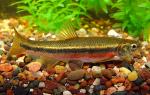 Northern Pearl Dace - Margariscus nachtriebi