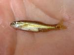 Pugnose Shiner - Notropis anogenus