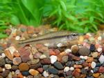 Blackchin Shiner - Notropis heterodon