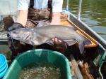 channel catfish