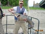 Flathead Catfish - Pylodictis olivaris