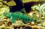 Banded Darter - Etheostoma zonale