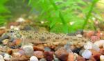 Bluntnose Darter- Etheostoma chlorosoma