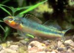 Gilt Darter1a