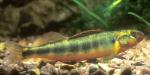 Gilt Darter2a