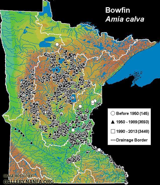 Bowfin - Amia calva distribution in Minnesota