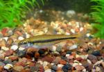 Weed Shiner - Notropis texanus