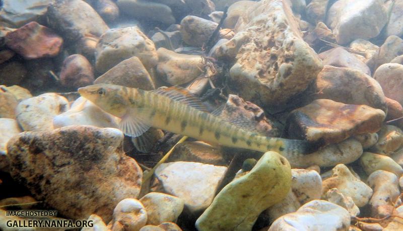 Saline Logperch