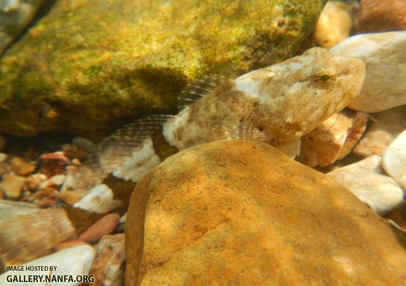 Saline Sculpin Blonde