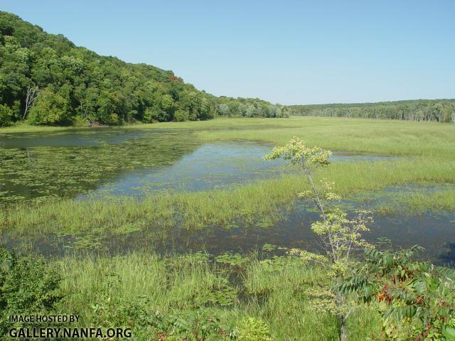 Bowfin - Amia calva habitat - Konrad Schmidt