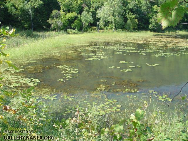 Bowfin - Amia calva habitat - Konrad Schmidt