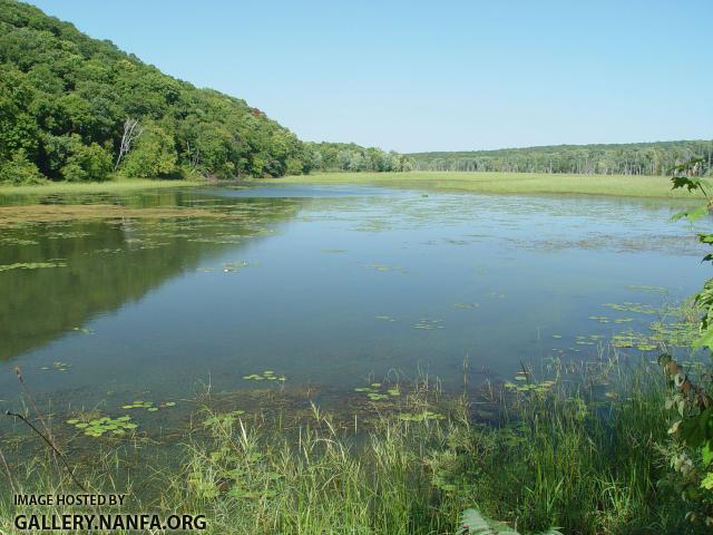 Bowfin - Amia calva habitat - Konrad Schmidt