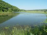 Bowfin - Amia calva habitat - Konrad Schmidt