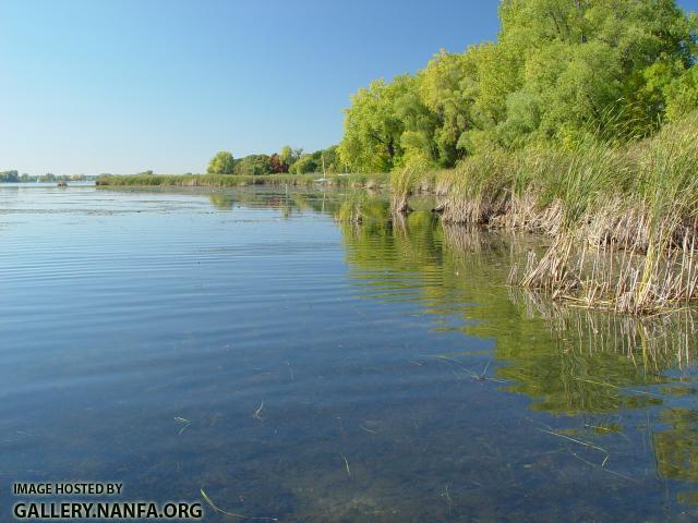 Bowfin - Amia calva habitat - Konrad Schmidt