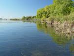 Bowfin - Amia calva habitat - Konrad Schmidt