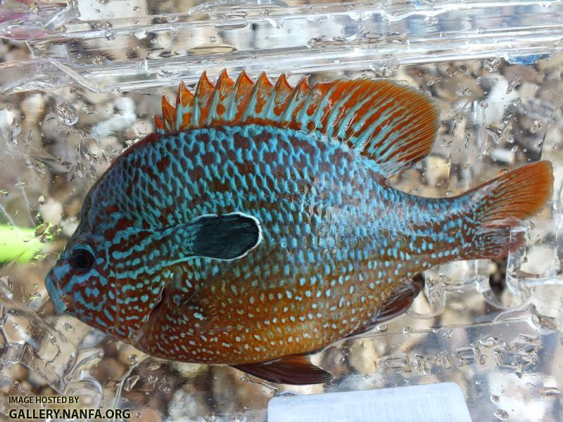 Longear Sunfish