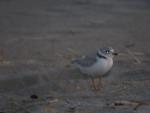 june 2 plover 1 rsz