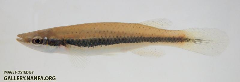 Fundulus