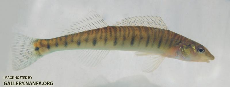 logperch