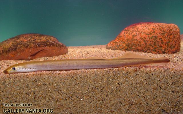 American brook lamprey1a