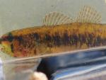 ft3 swamp darter 5 rsz