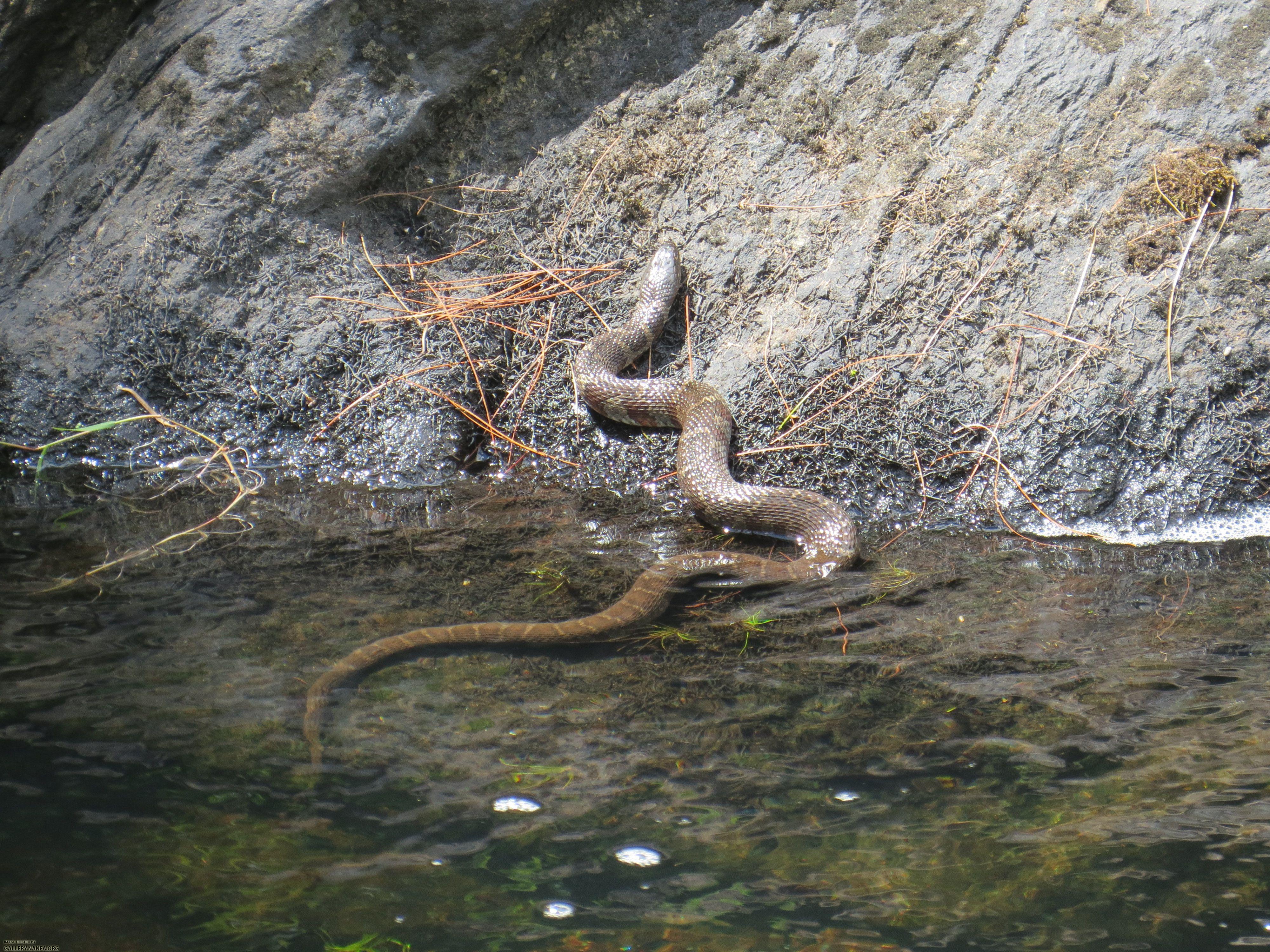 Aug 1 snake 4